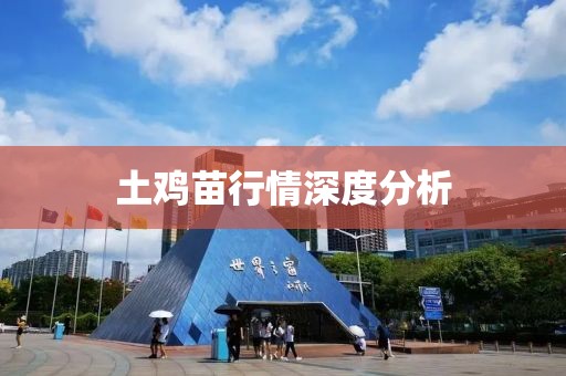 土鸡苗行情深度分析