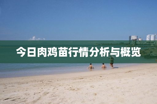 今日肉鸡苗行情分析与概览