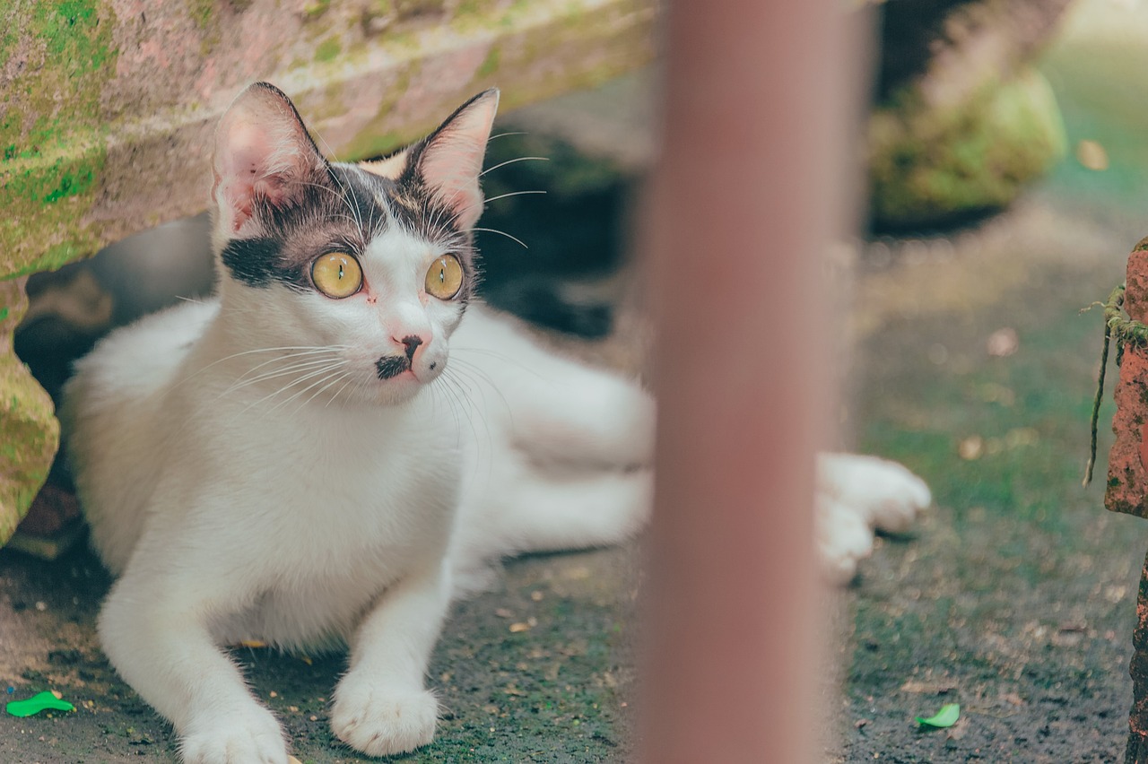 猫的电影，银幕上的猫咪魅力捕捉之旅