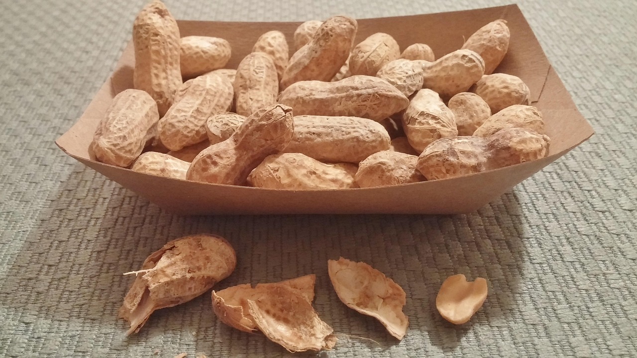 蚕豆与灵芝价格行情深度解析及趋势预测