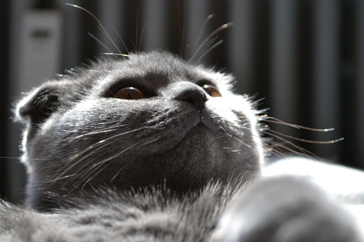 动漫猫男，魅力四溢的猫男角色探秘