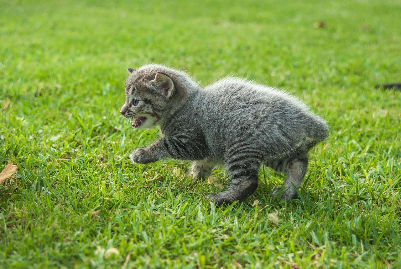 猫米最新入口，开启未知美食之旅的探索之旅