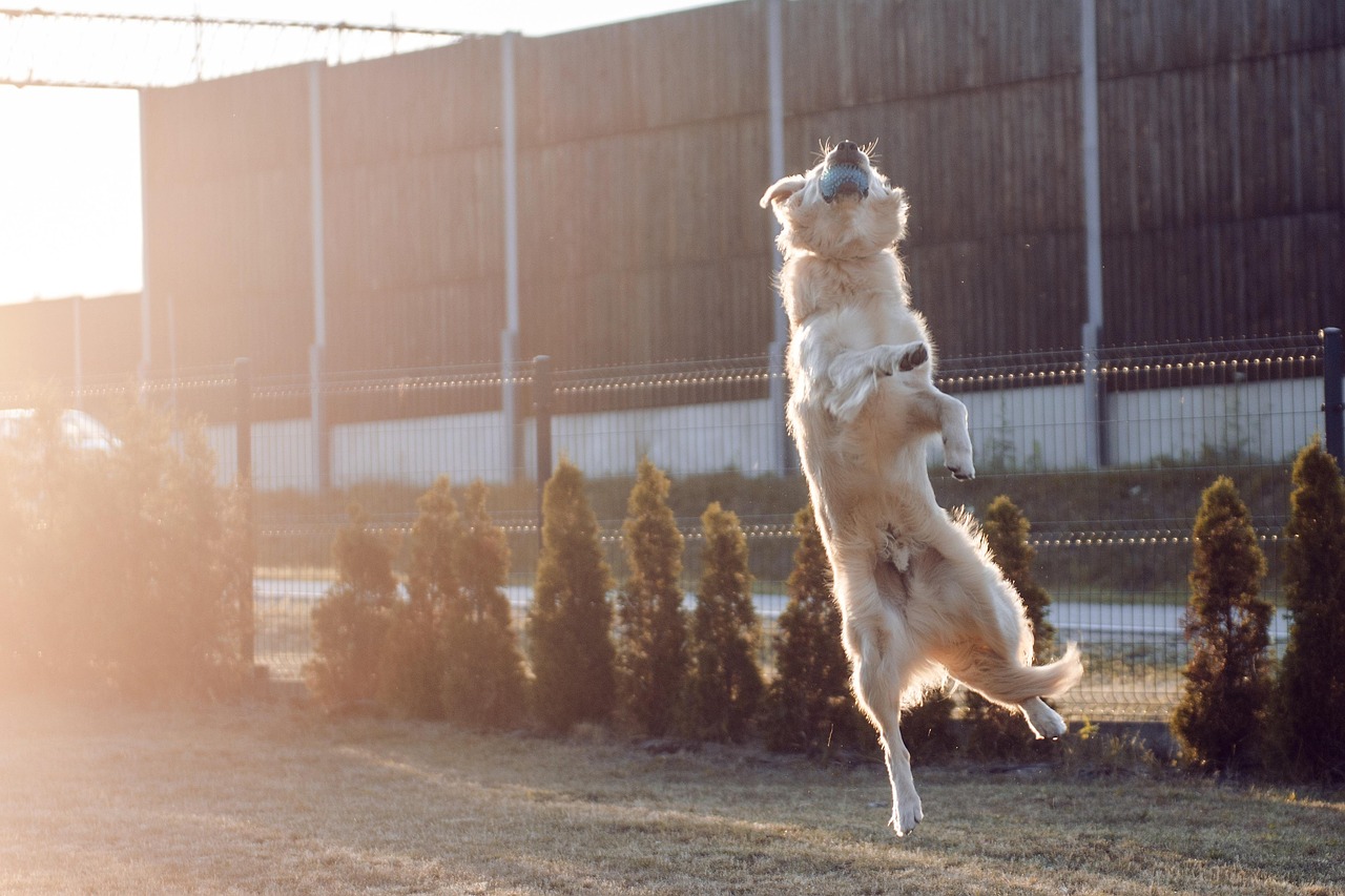 凉山猎犬最新交易联系，探索与理解