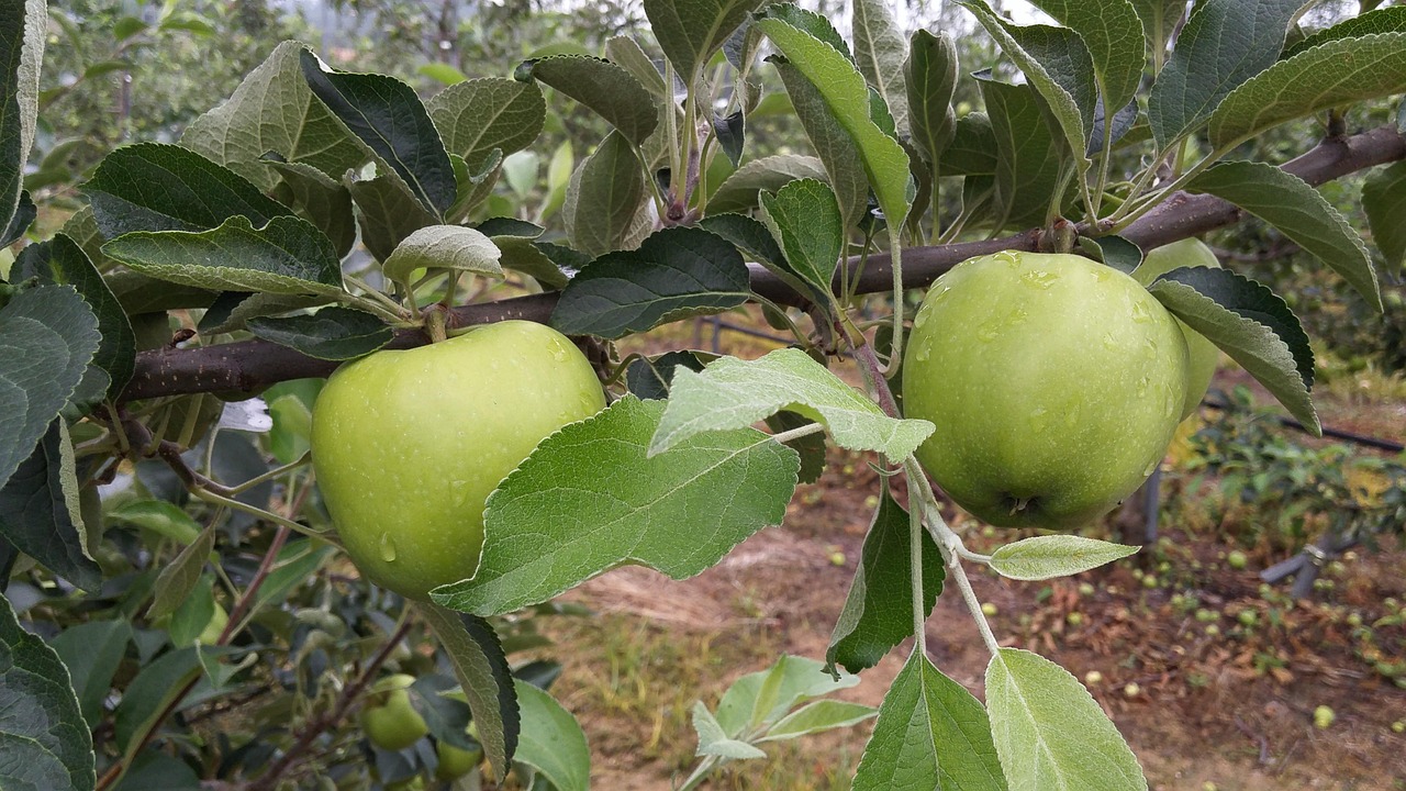 栖霞红富士苹果行情深度分析