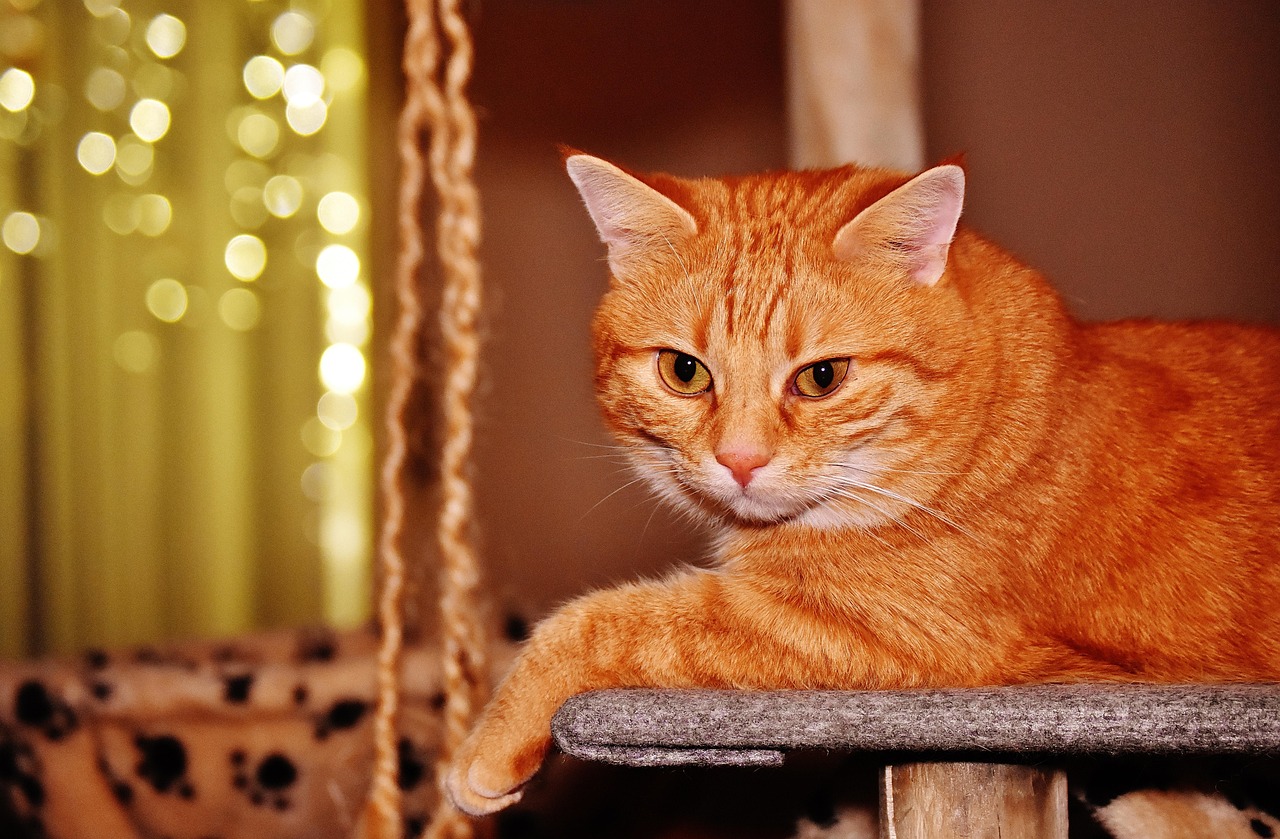 猫咪奇幻之旅，探索猫的动漫世界