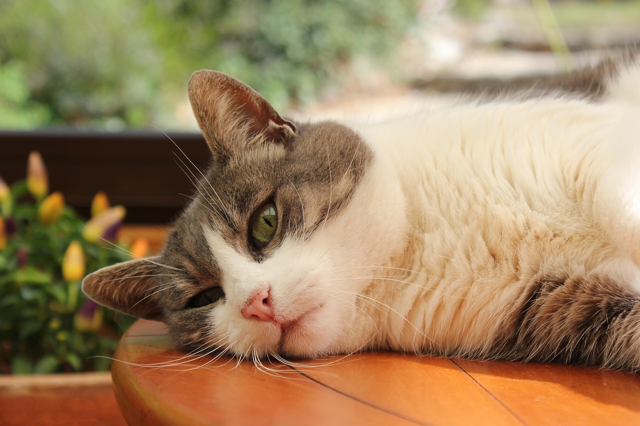 最新猫咪品种揭秘，探索猫科世界的奇妙多样性