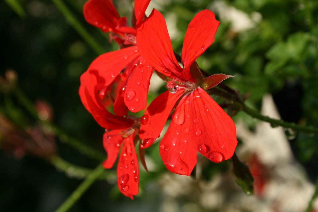 蘑菇头动态,引领时尚潮流的新宠