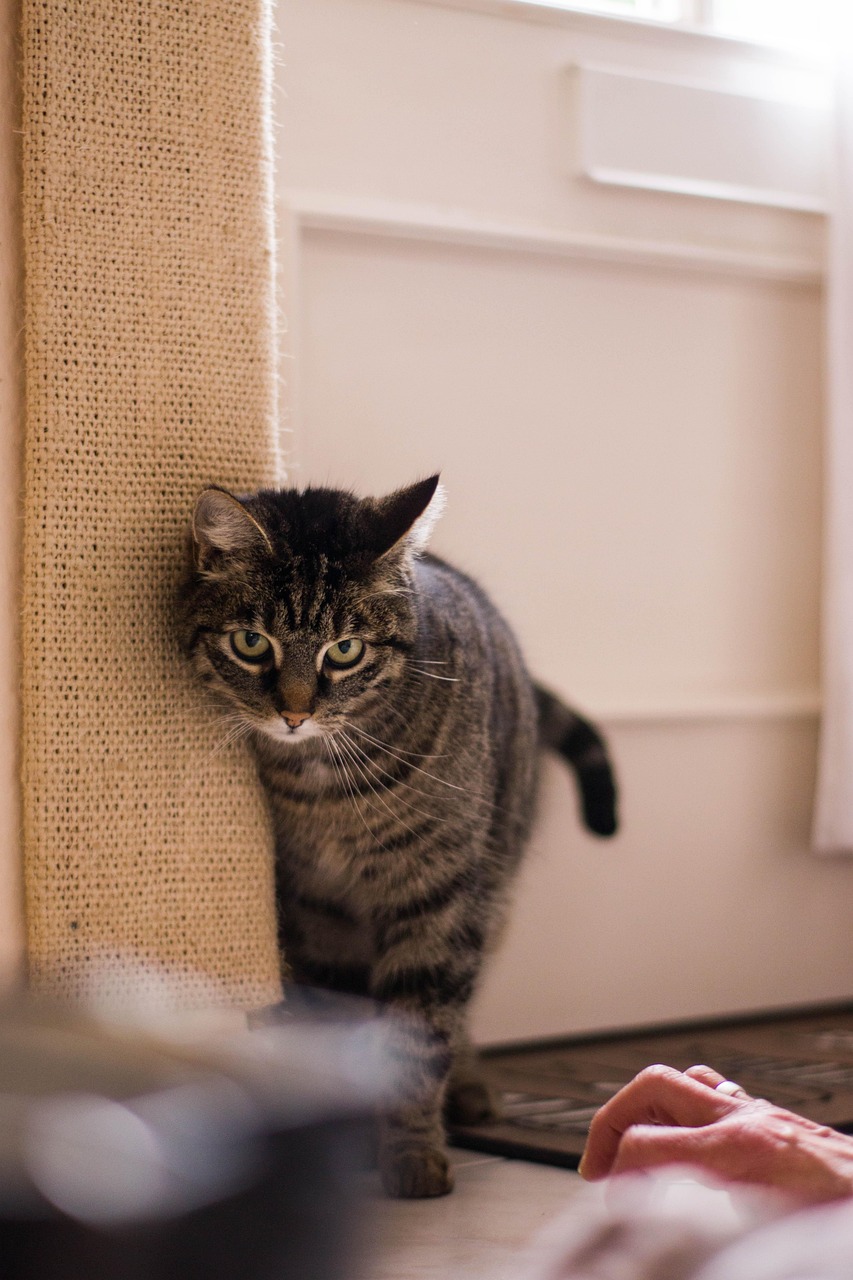 探索猫咪文化全新魅力的独特魅力，猫咪72最新资讯