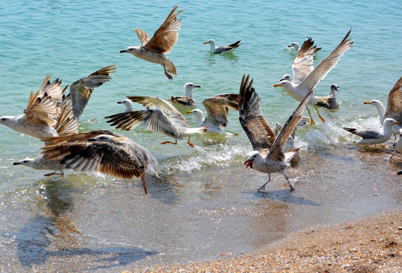 探索未来,吃鸡游戏新动态与发展展望