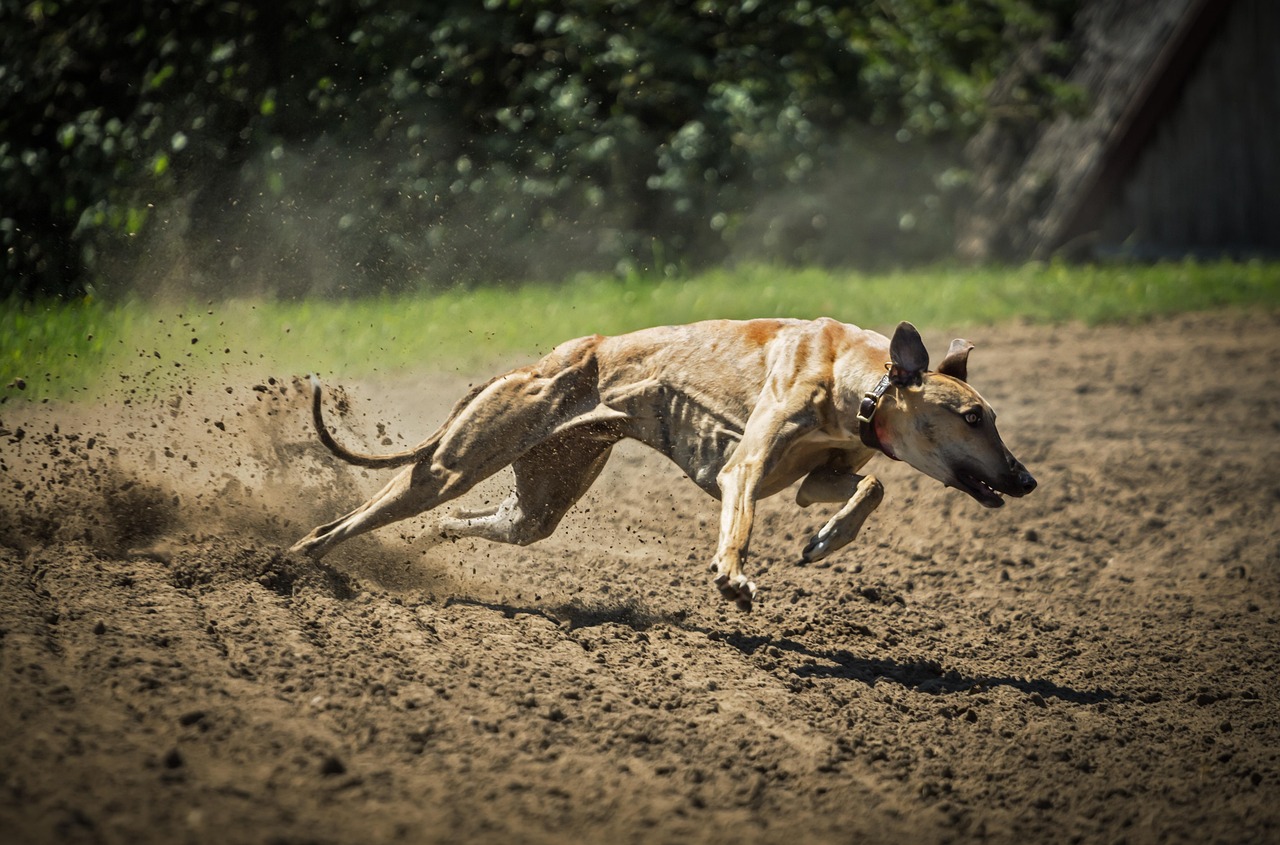 全面解析格力犬价格因素，价格多少钱一只？