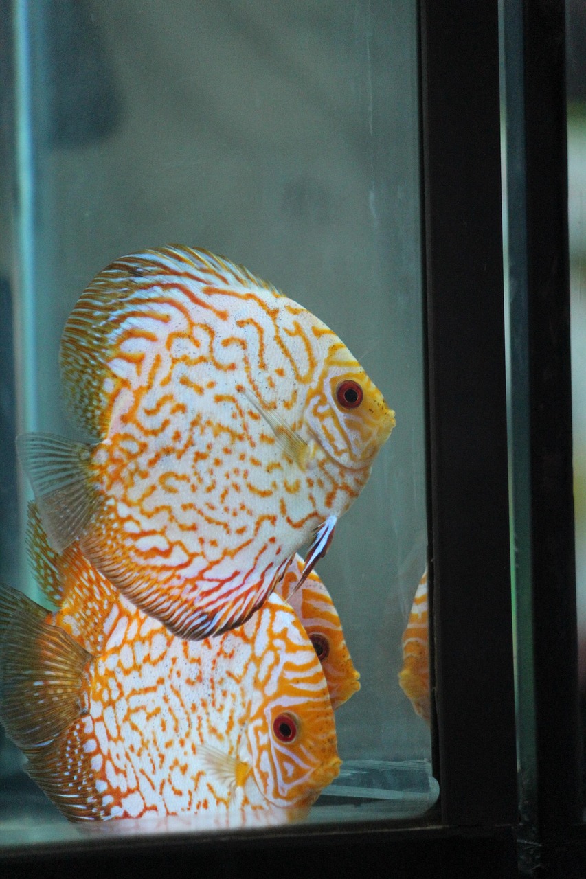 2017年最新款鱼缸趋势分析,打造完美水族世界的市场洞察