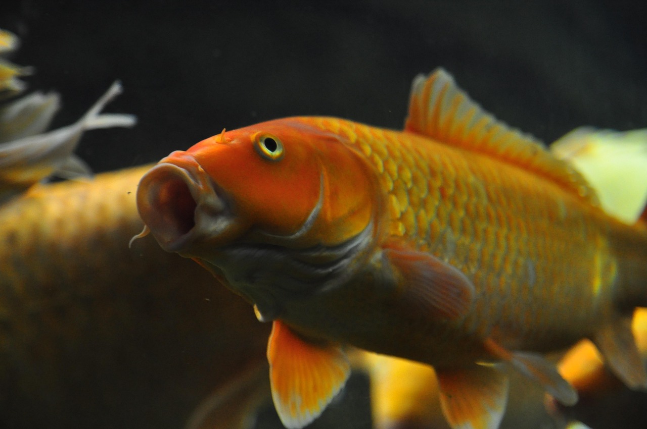 2017年最新款鱼缸趋势分析,打造完美水族世界的市场洞察