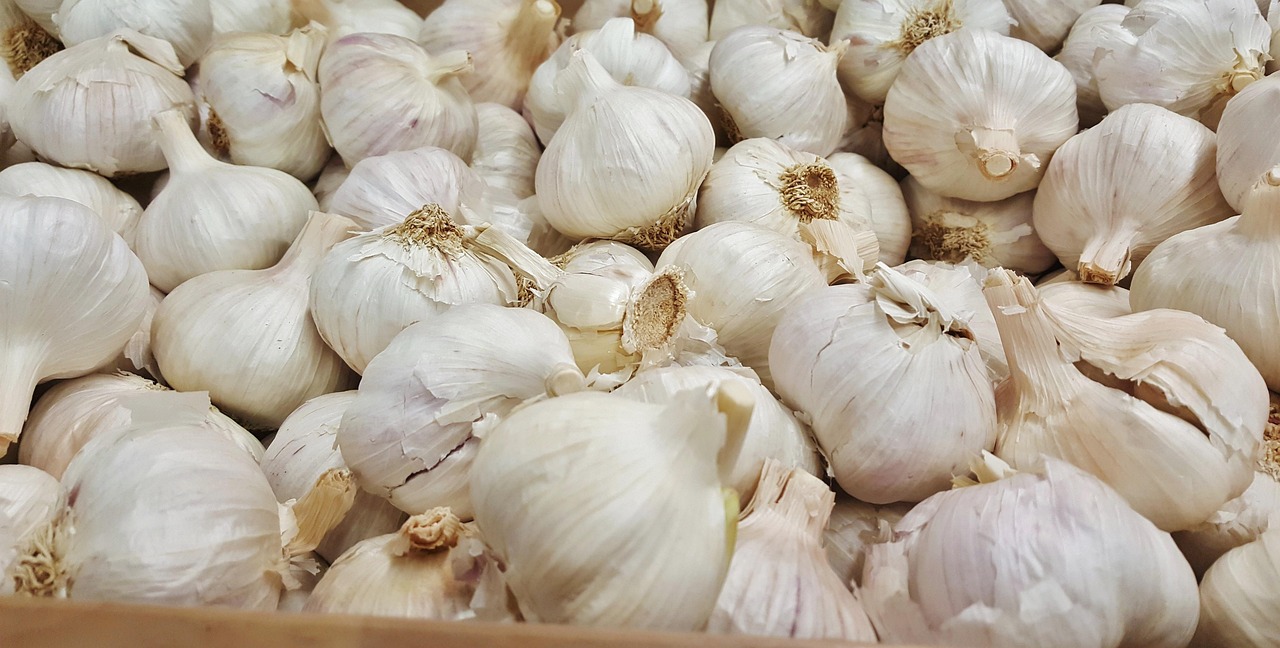 昆明韭黄价格行情深度分析