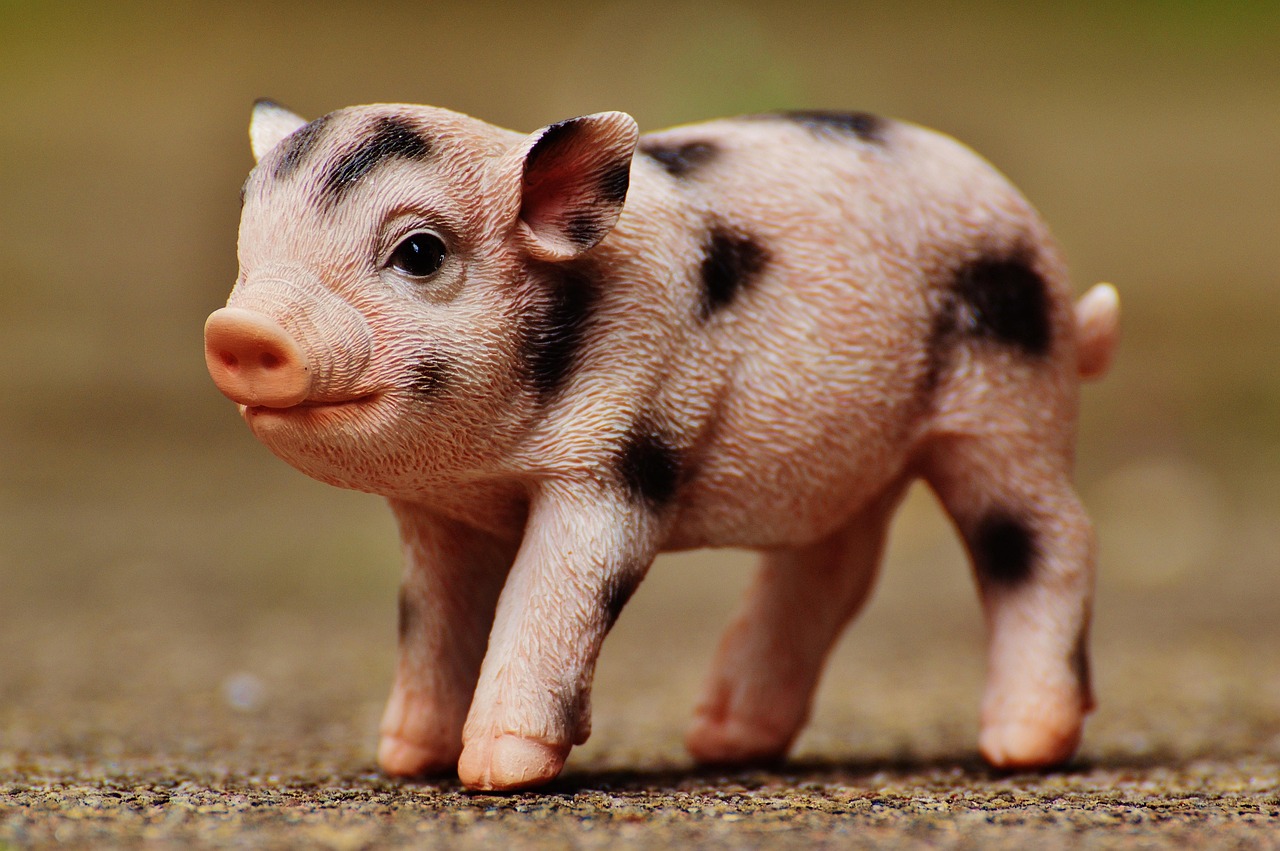 下半年猪价格行情分析与预测