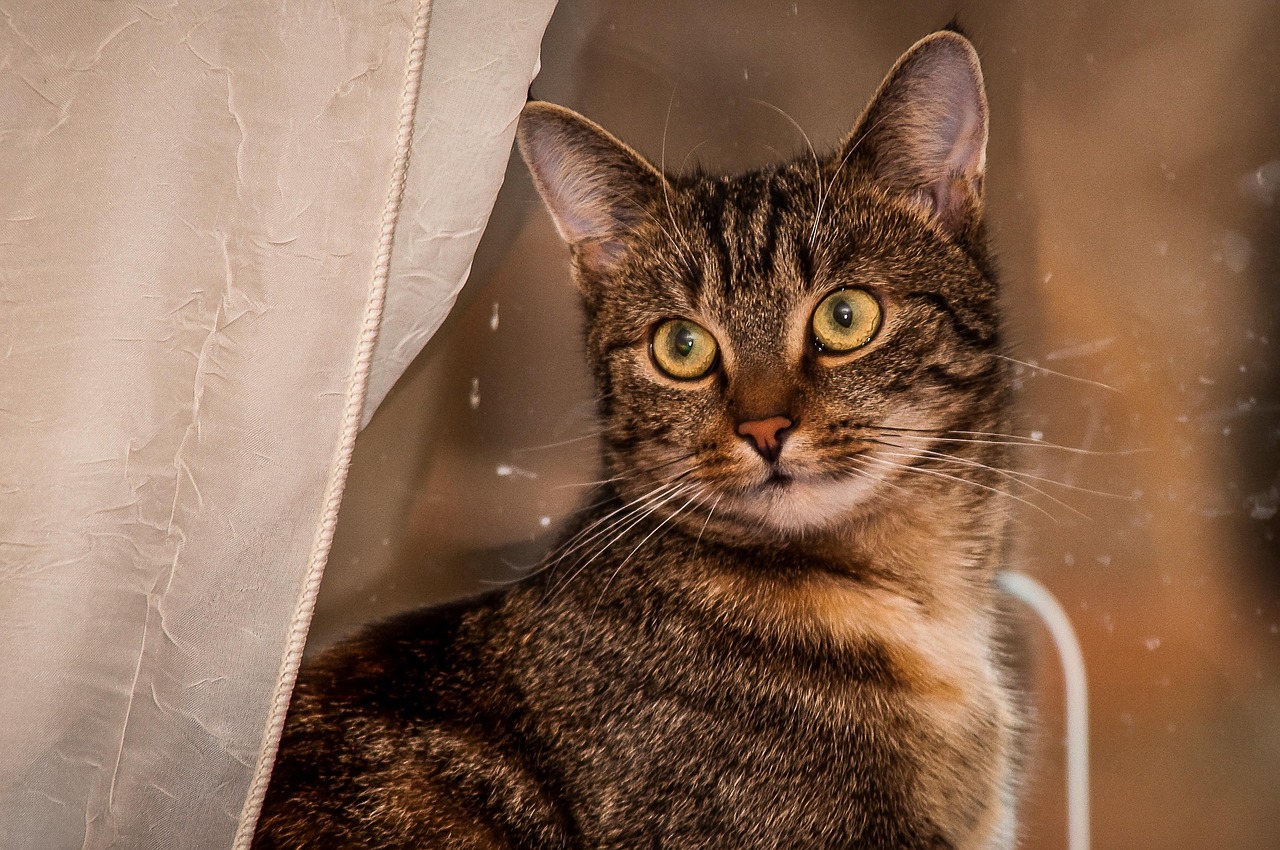 关于快猫破解版的深度探讨