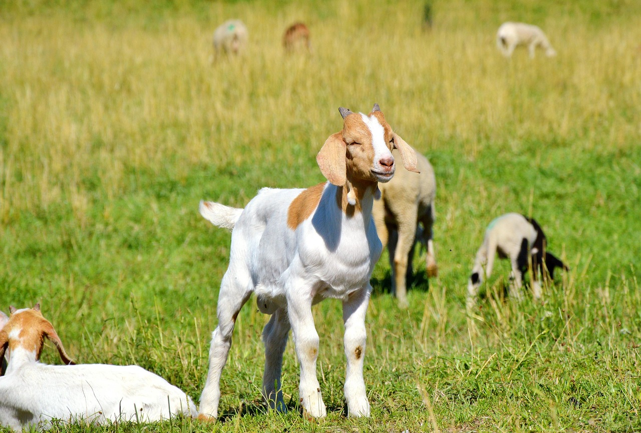 神犬小七第二季演员表大全及全解析
