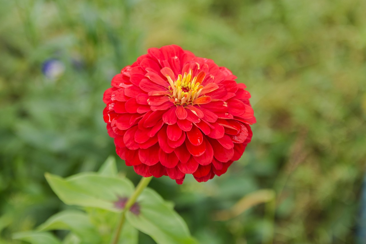 雏菊演员,舞台上的闪耀之星