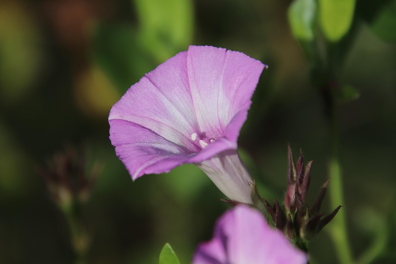 天然橡胶最新报价及市场动态、影响因素与未来展望分析