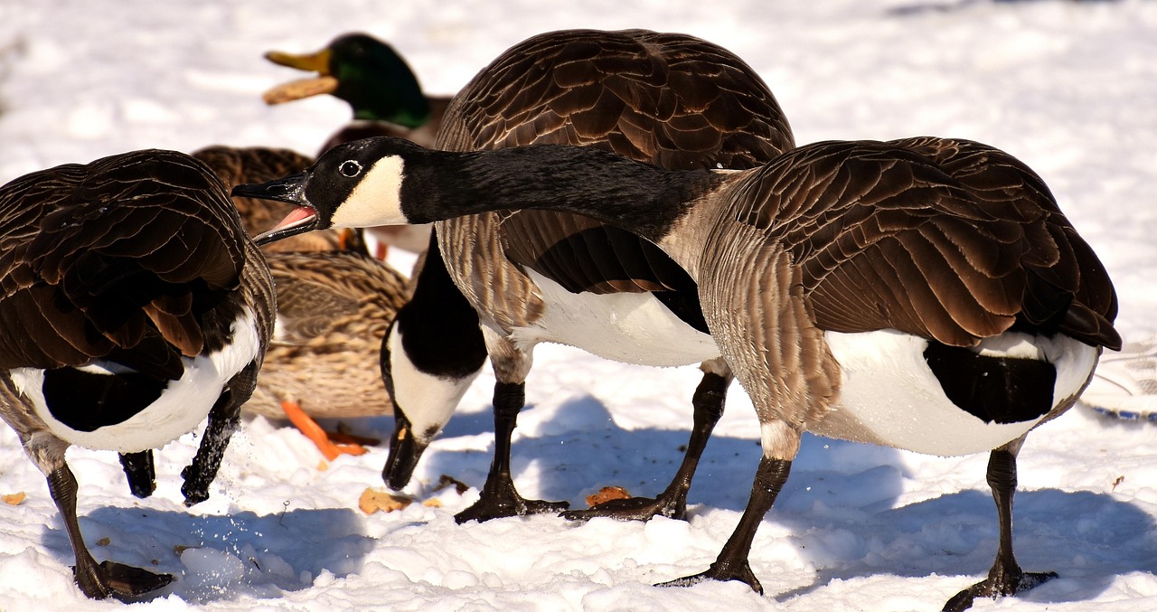 全球游泳赛事最新进展与趋势分析,泳坛动态速递