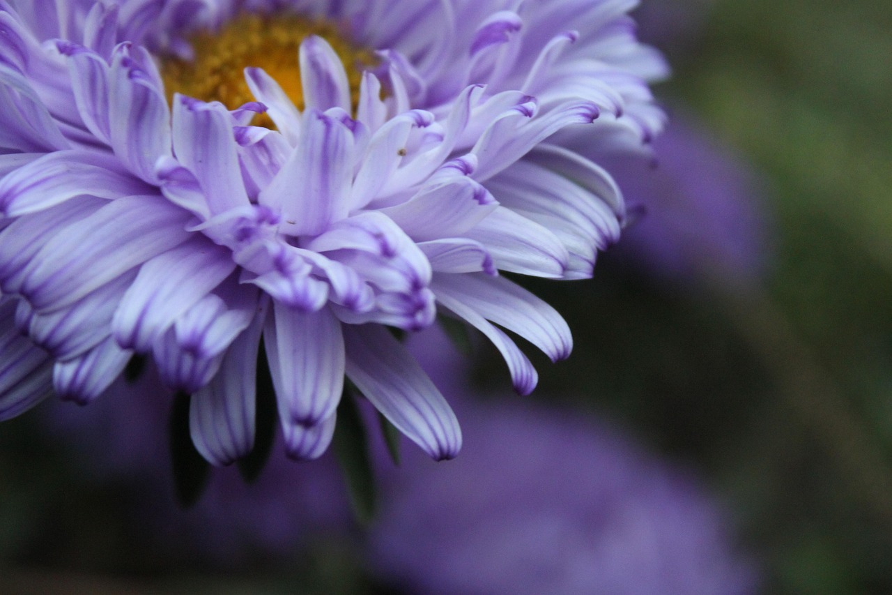 花粥比赛,音乐与生活的美妙交融,绽放无限魅力