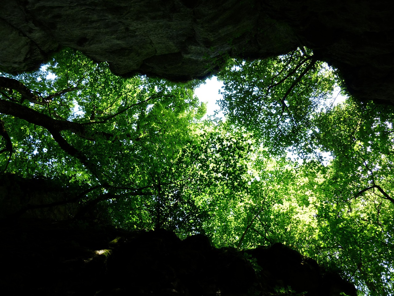 桉树油最新研究进展,应用领域拓展及其未来发展潜力分析
