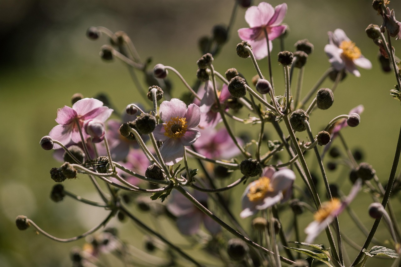 全球疫情最新动态，态势深化分析与应对策略探讨