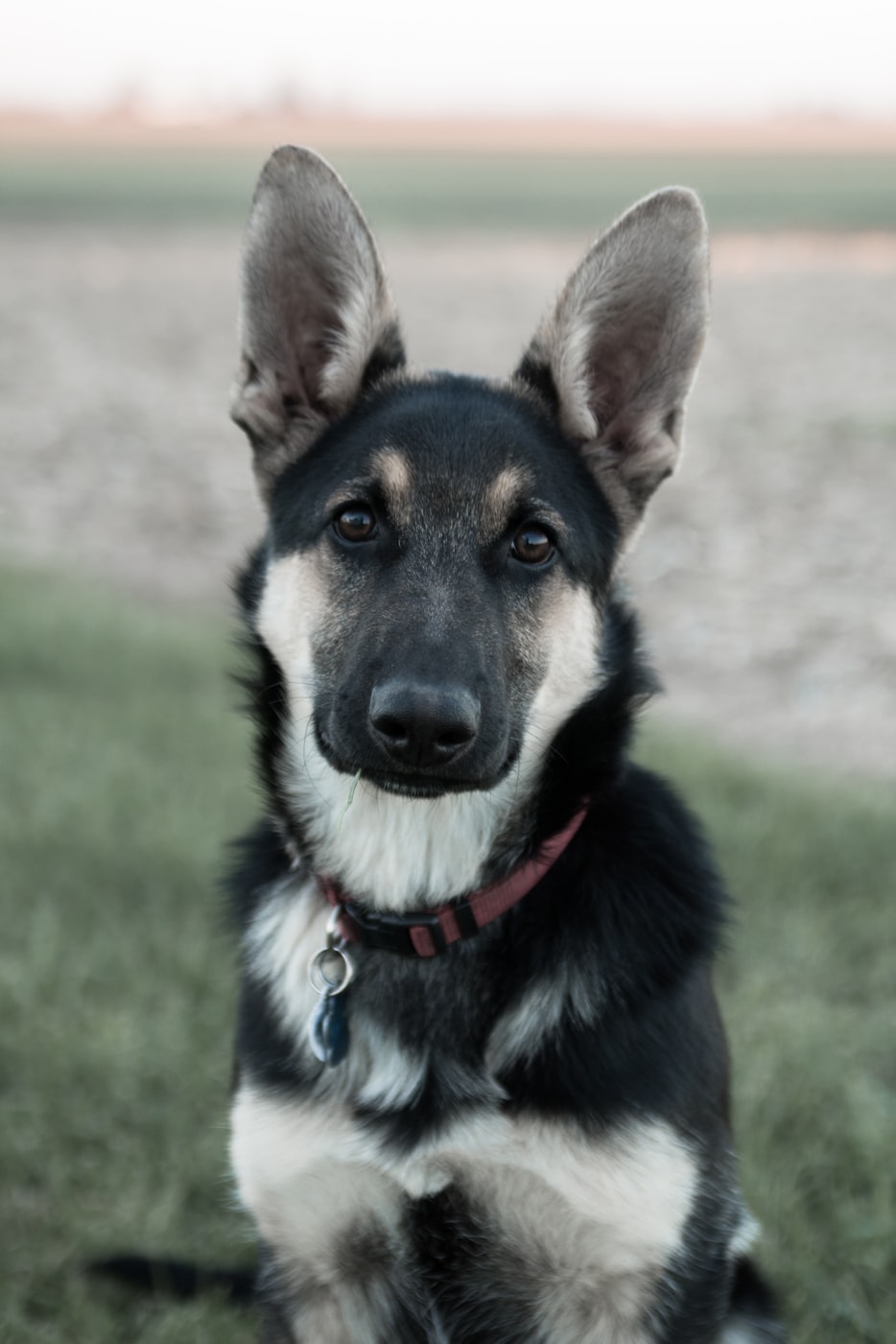 北极熊动漫,冰原创意世界的探索