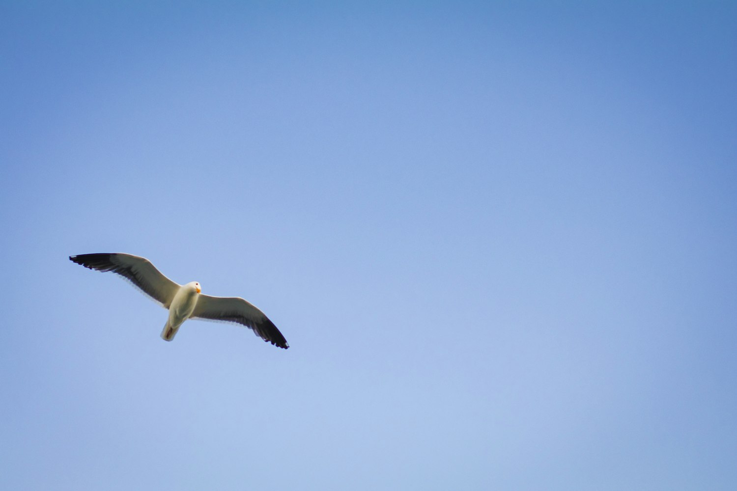 北极熊动漫,冰原创意世界的探索