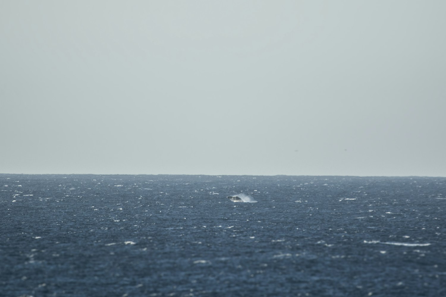 裕溪河治理移民安置最新进展报道速递