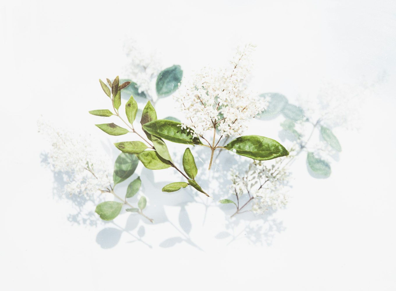 动漫萌妹子头像,流行文化的独特魅力展现