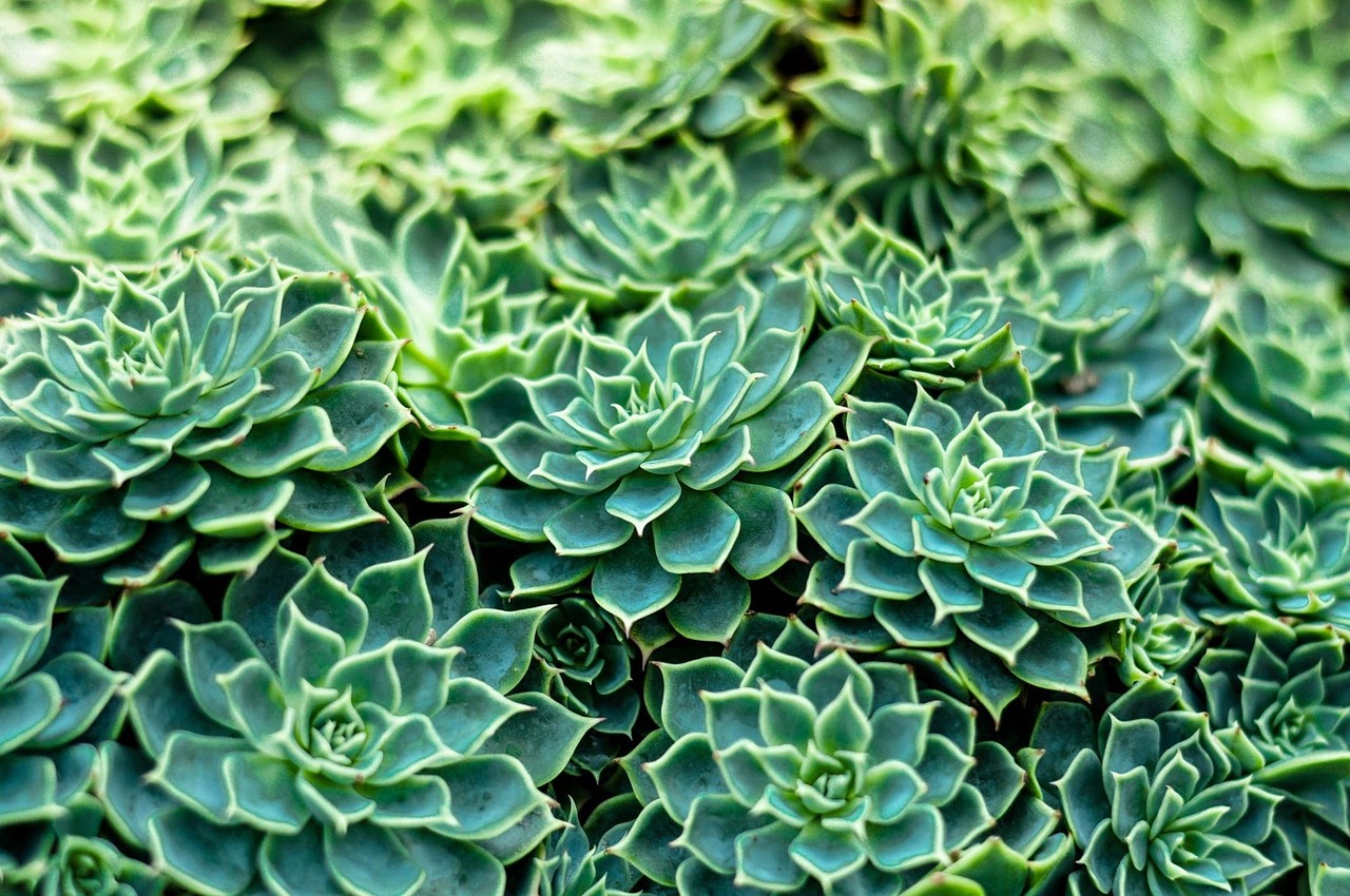 天然水草玛瑙价格解析与探索