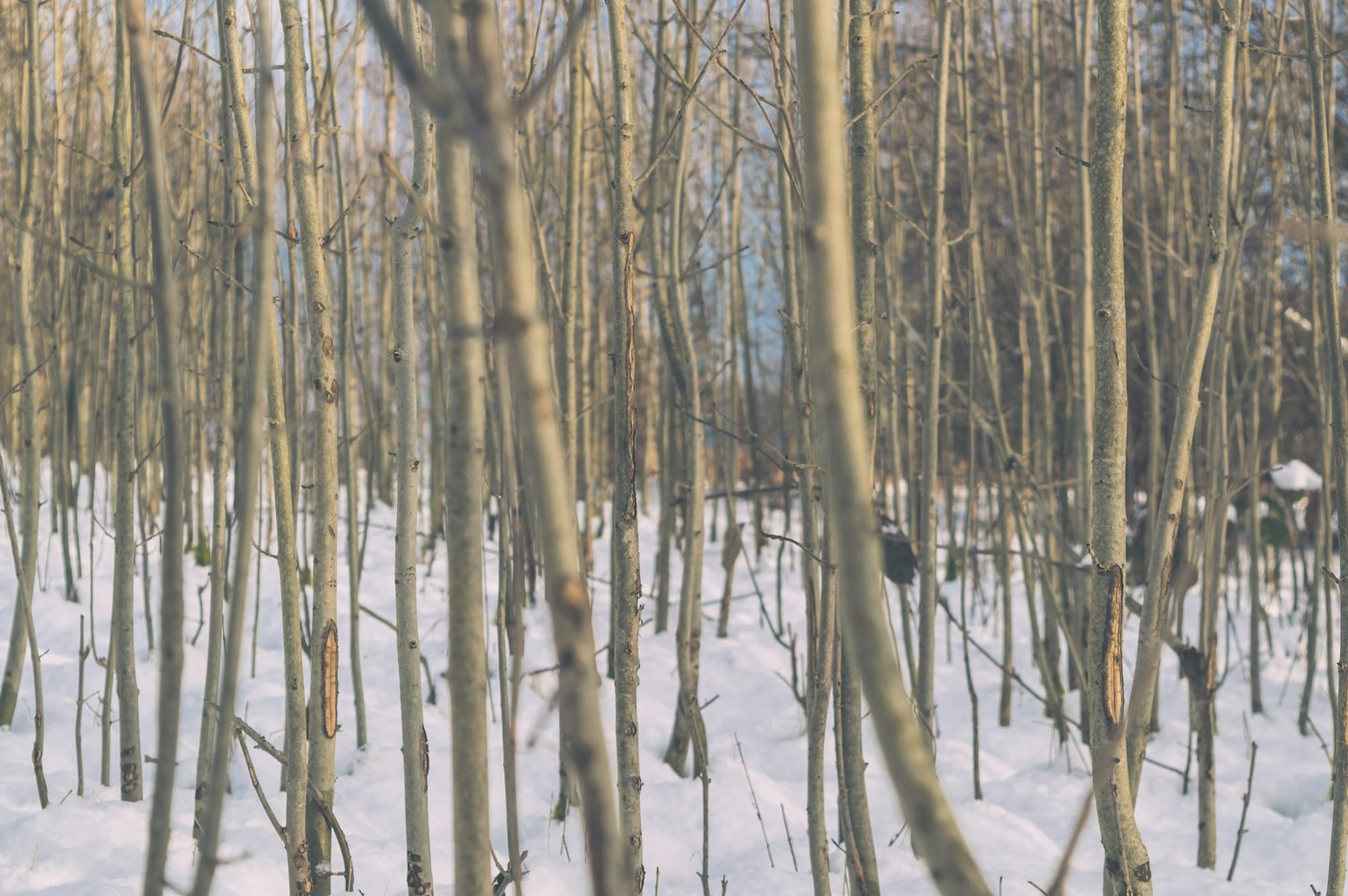 全球疫情实时动态热点,深度观察与应对策略