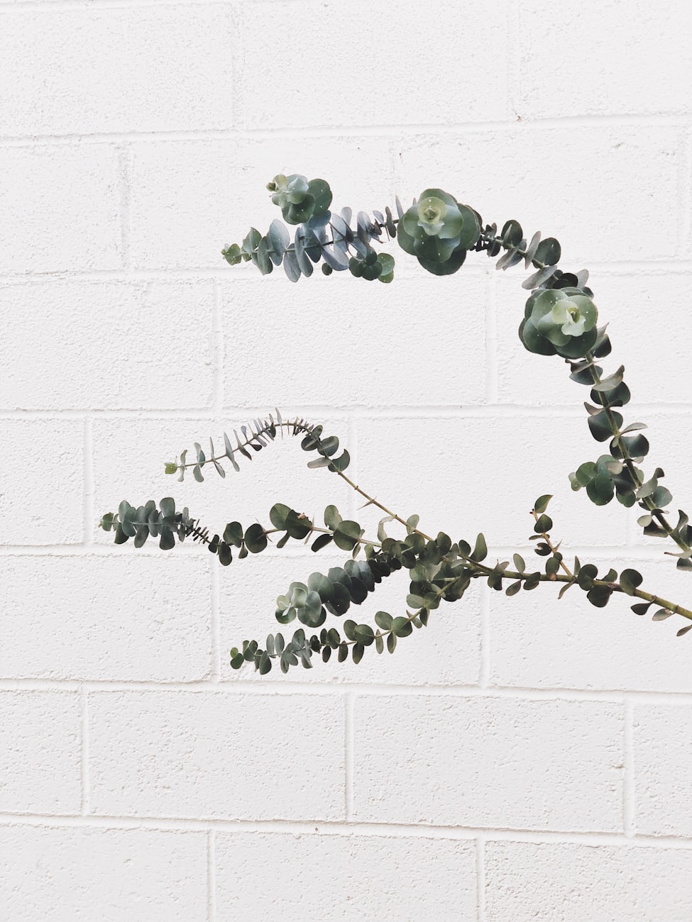 九强生物股票投资潜力与市场前景深度解析