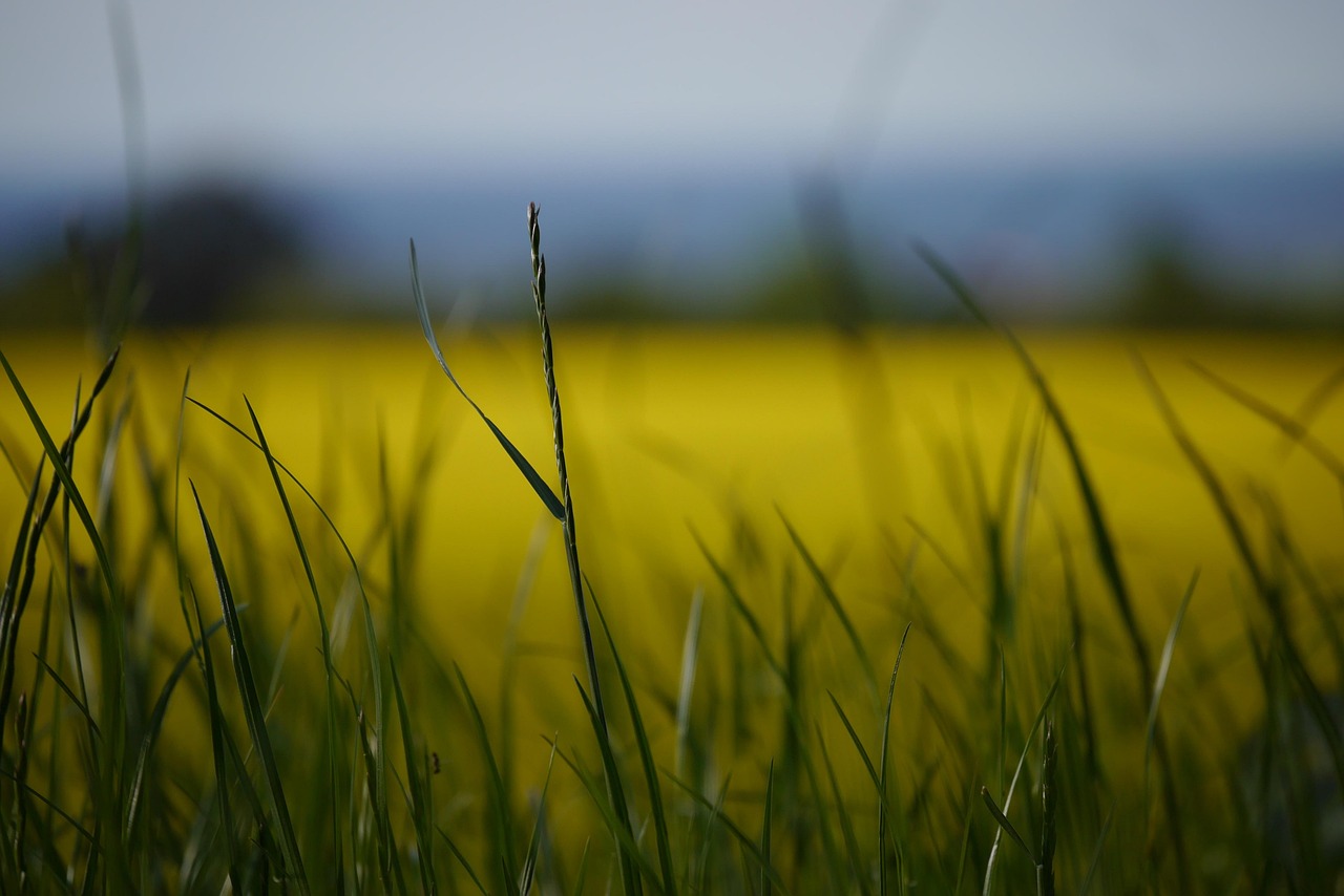 油菜价格最新行情及分析概述