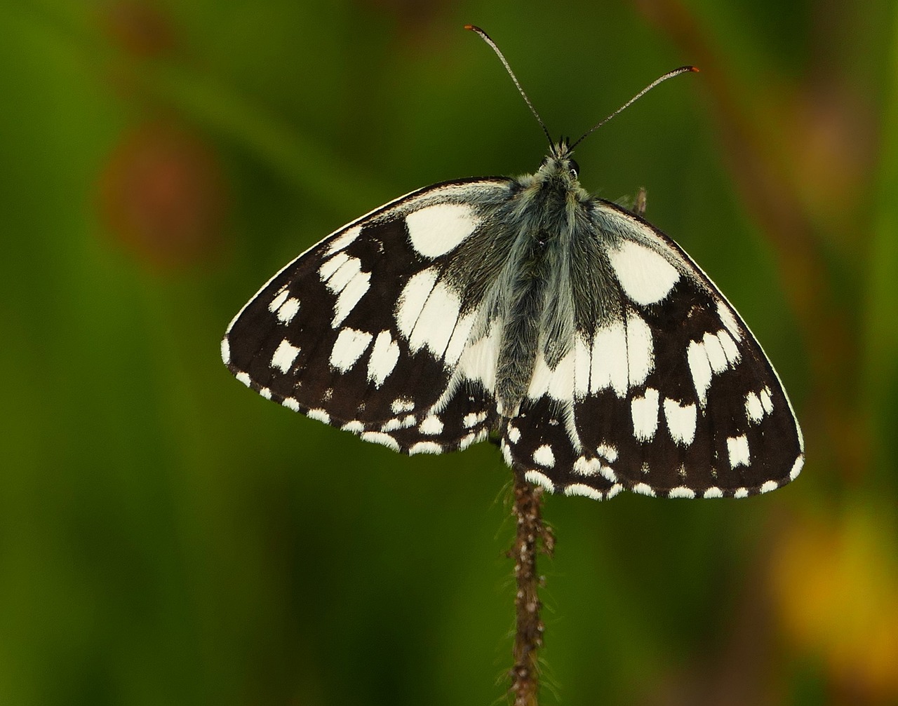苍山大蒜价格动态及深度分析
