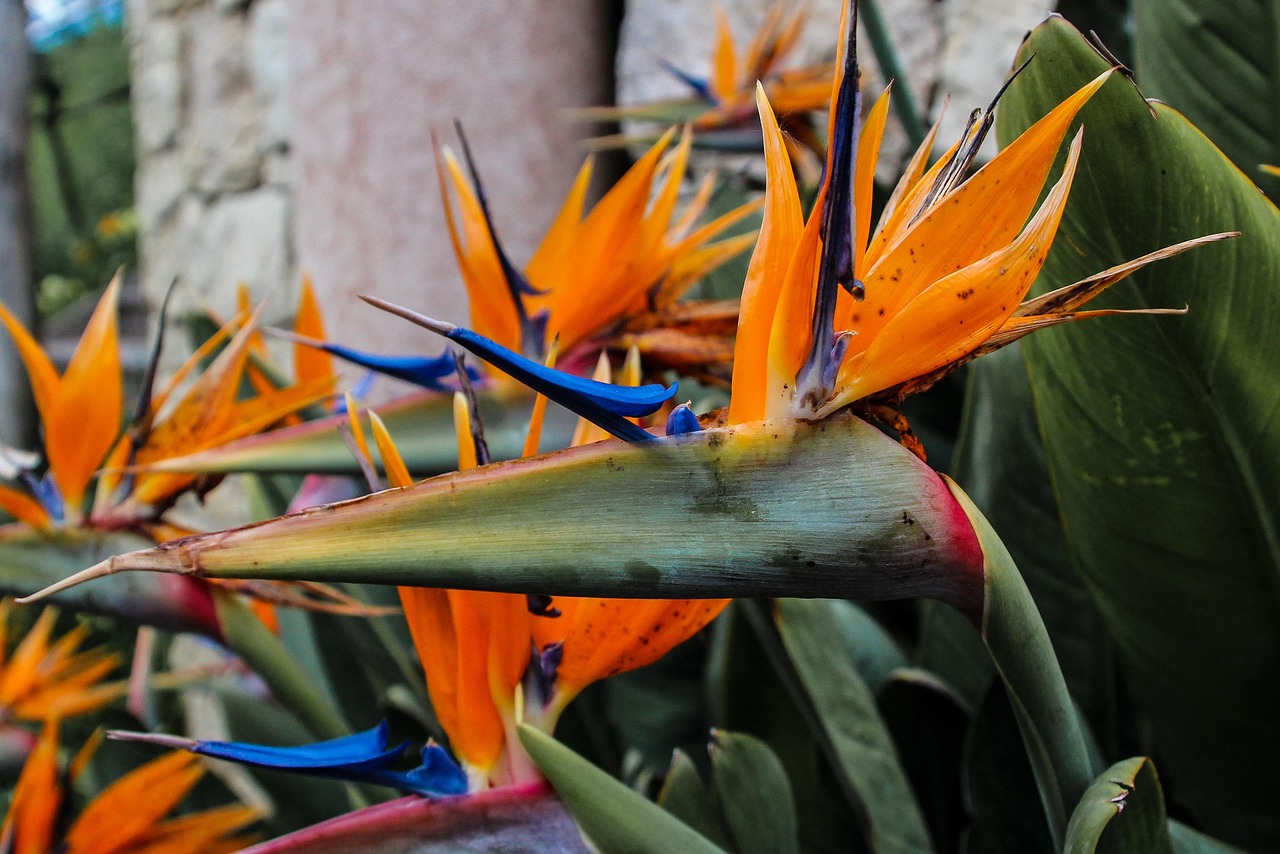 松花菜价格最新行情及分析