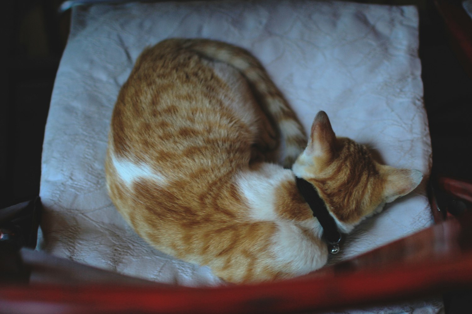 喵咪最新玩法,探索与猫咪互动的无限乐趣体验