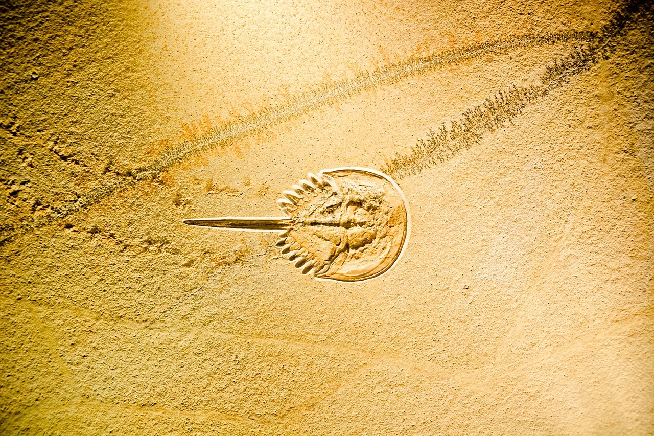 团风最新动态,展现青年风采,引领时代潮流新篇章