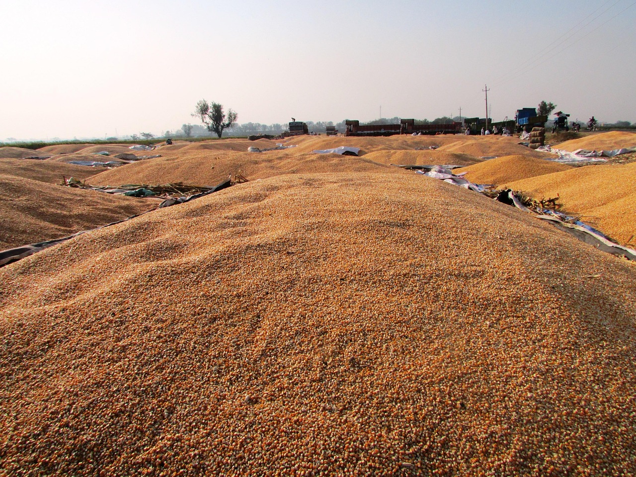 丰县玉米价格最新行情及分析概览