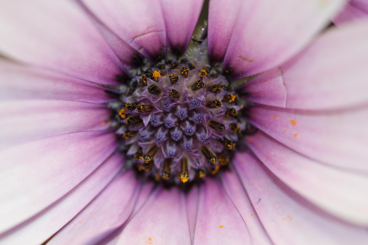 红花近期行情走势分析,市场趋势与影响因素探讨