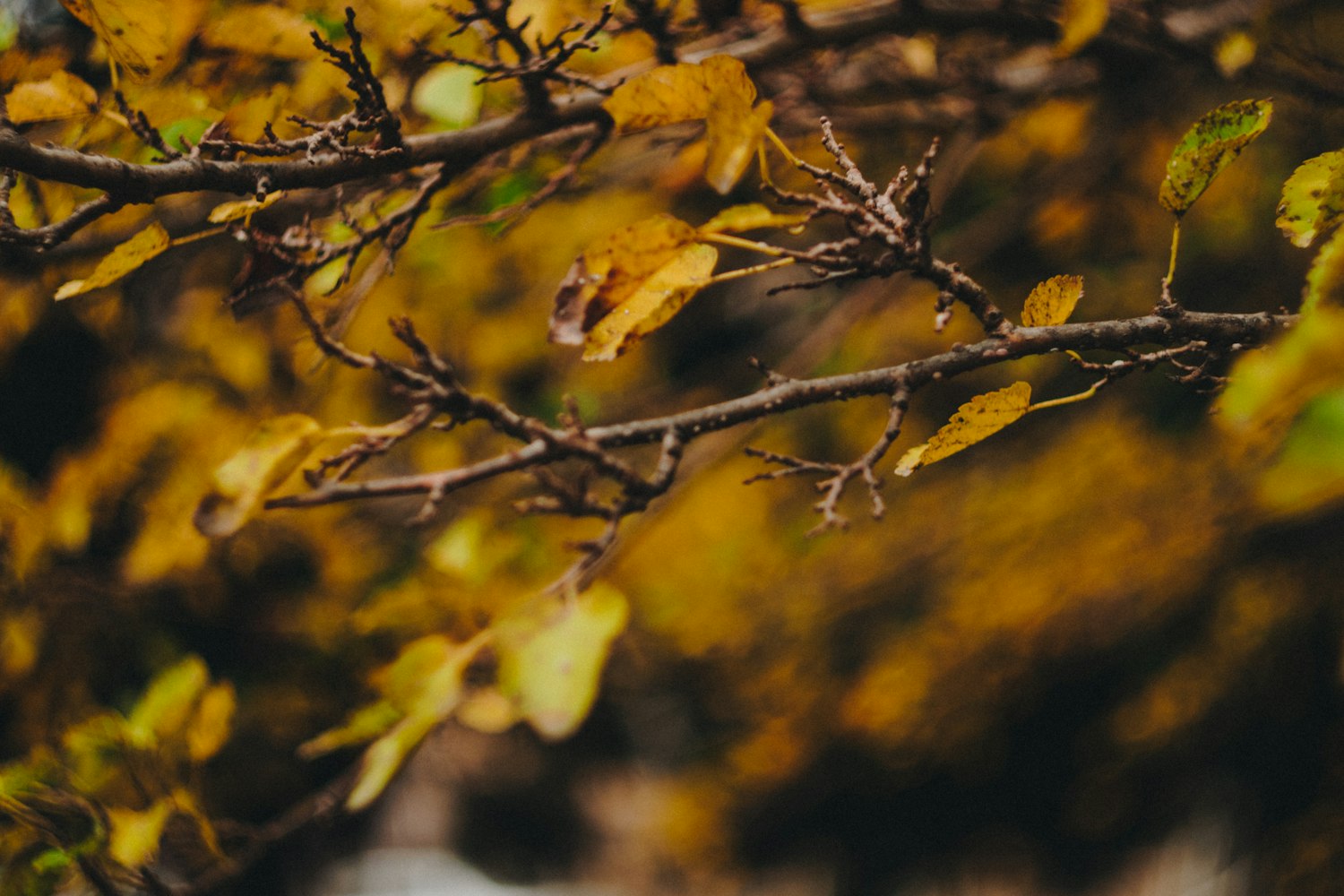 最新梨树苗品种探索,农业发展的新希望