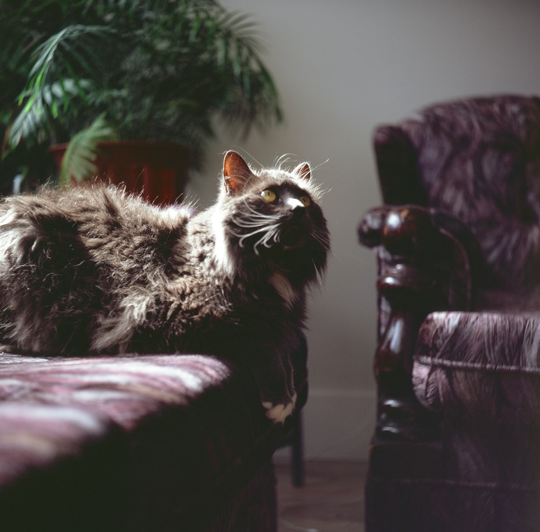 笑靥荼靡 第2页