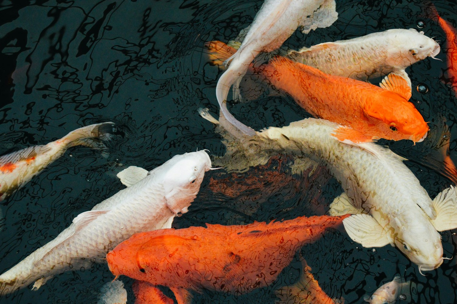 石家庄钓场最新鱼情深度解析