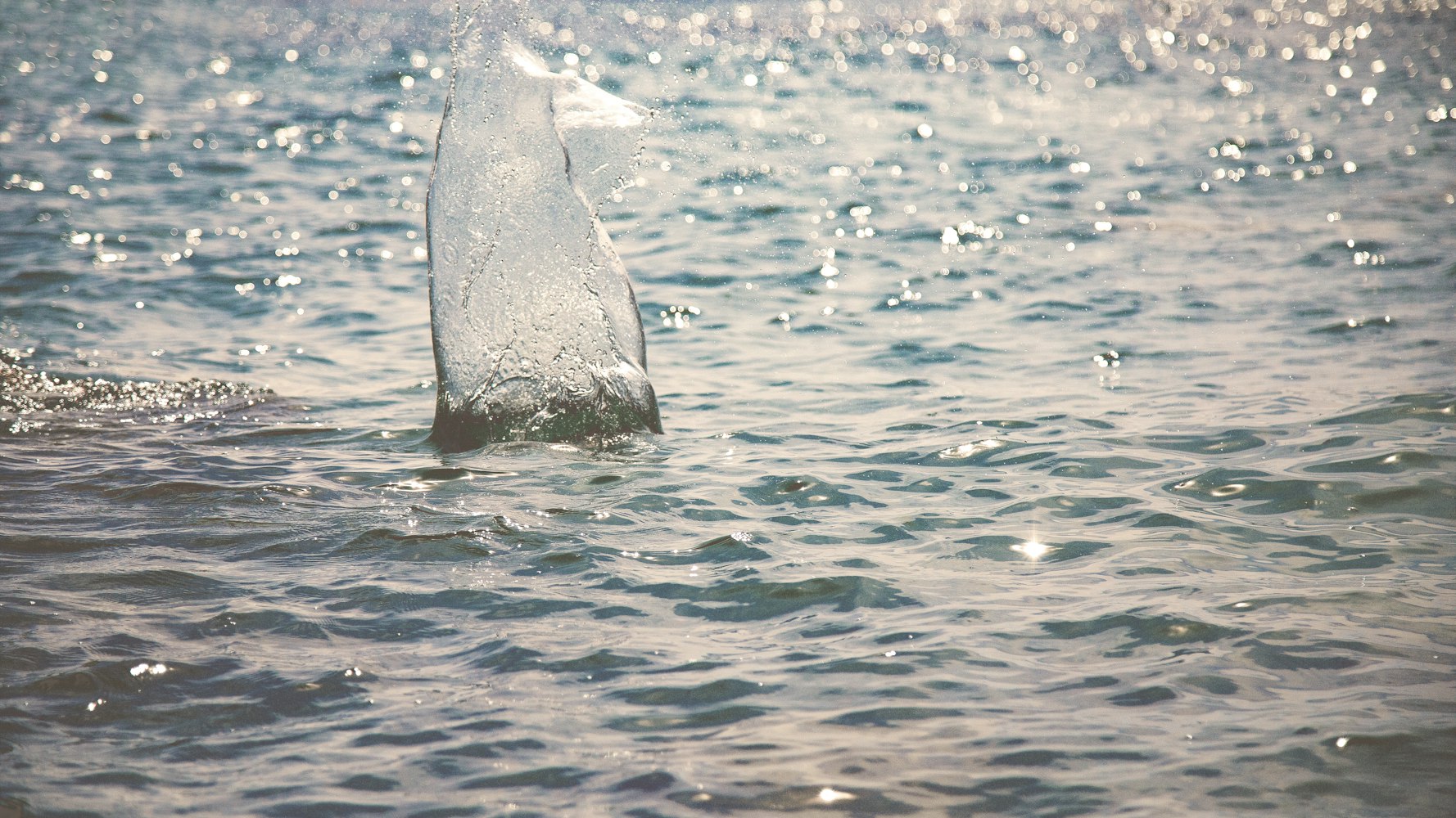 石家庄钓场最新鱼情深度解析