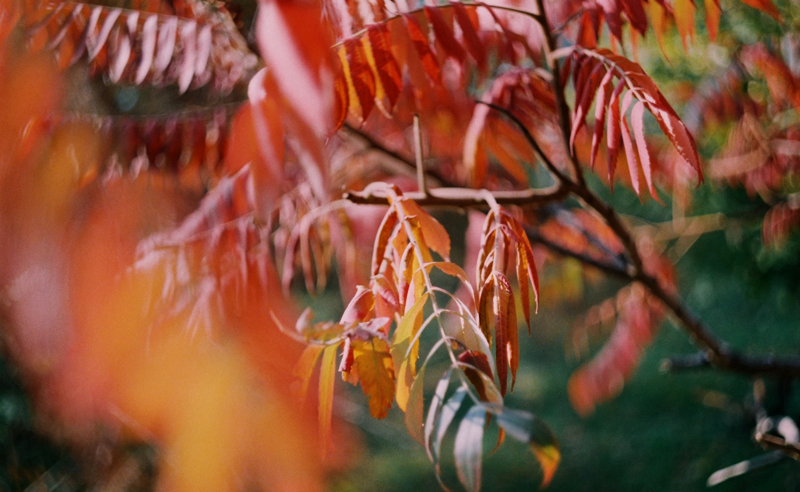 山神电影，自然与神话的交融之作揭秘！