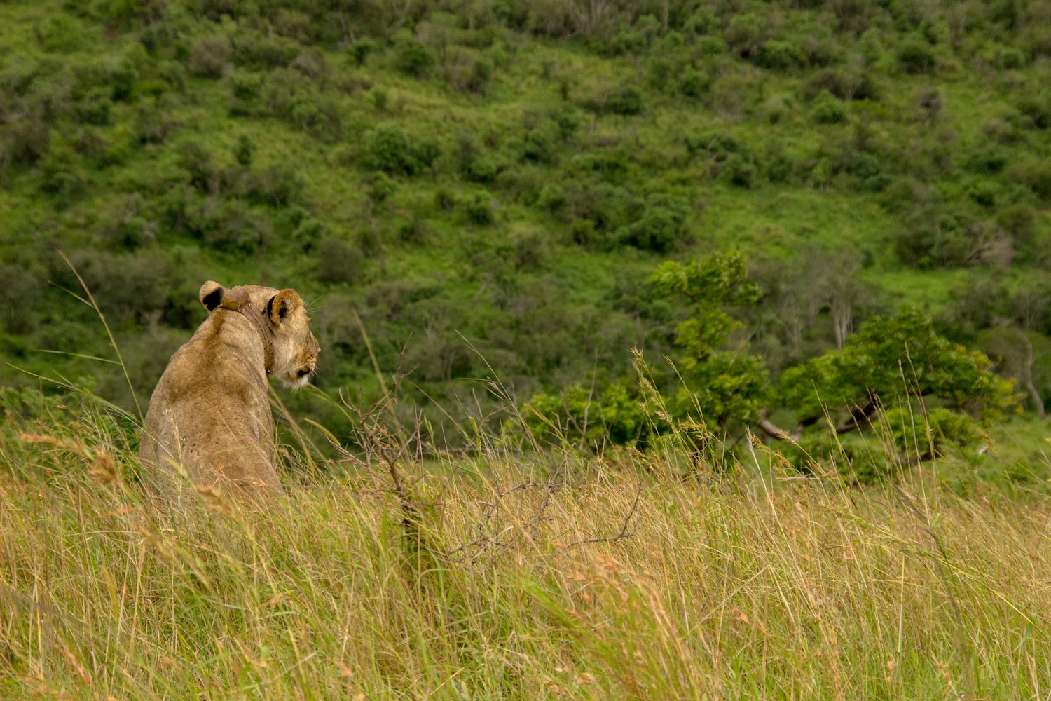 熊出没伴我熊芯,奇幻森林冒险之旅的电影盛宴