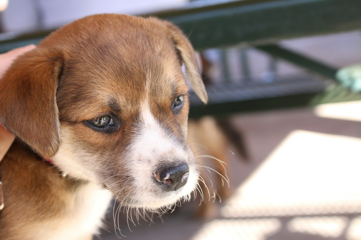 天一犬舍新品长毛犬种公探索,长毛犬的魅力与独特之处