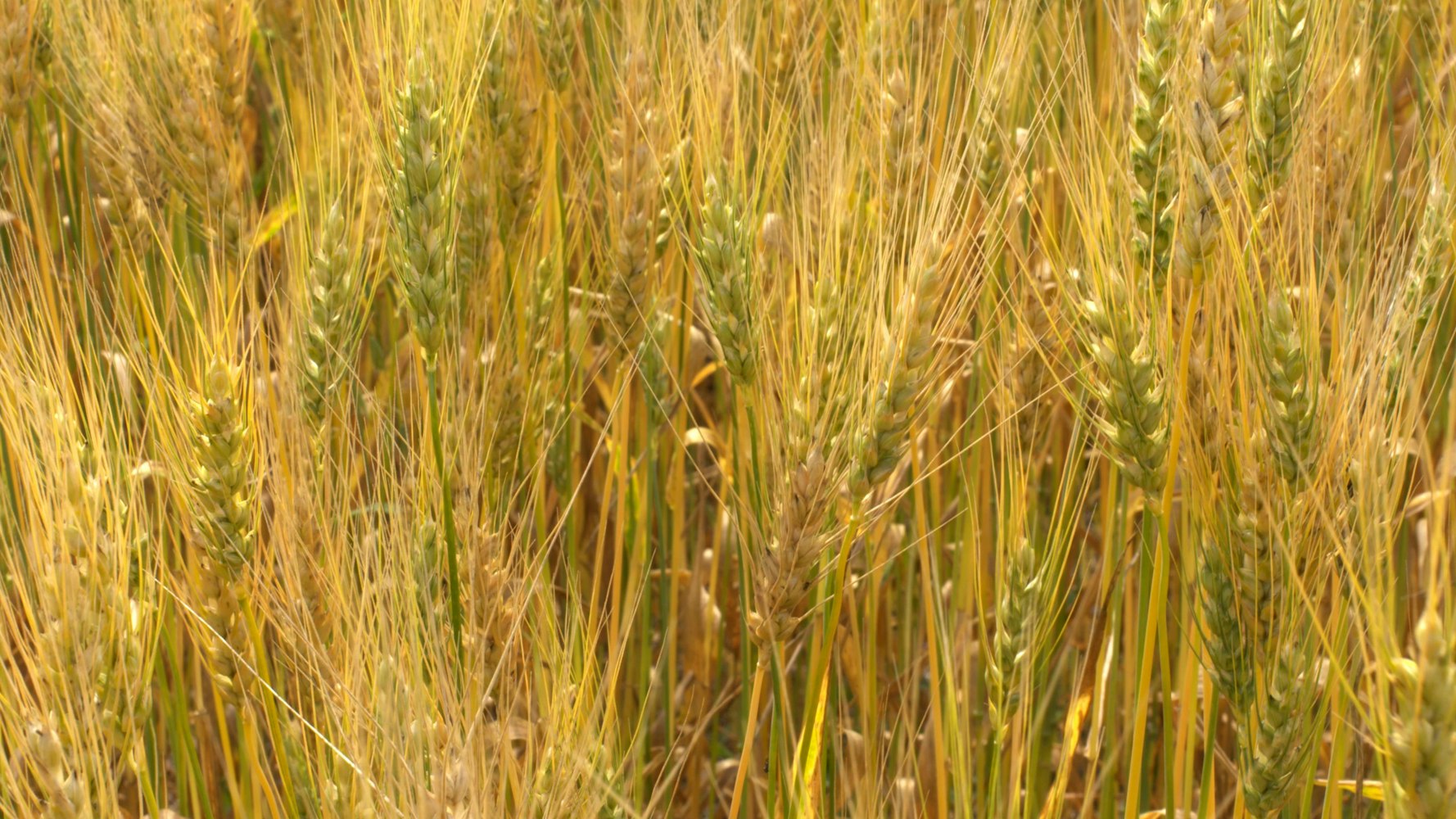 三农股票，探索农业、农村、农民的金融发展之路