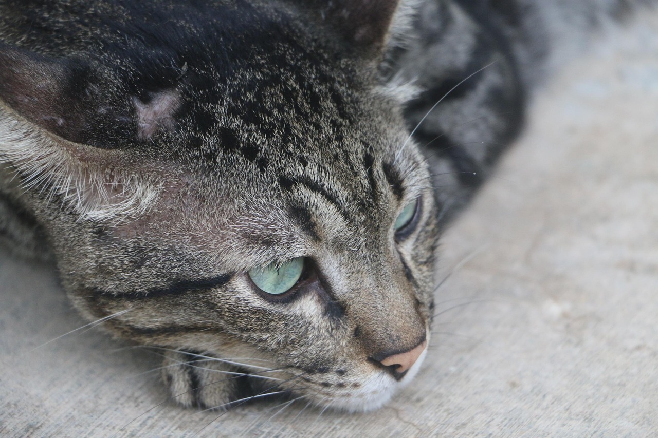 训猫比赛，探索猫的天赋，展现人的智慧