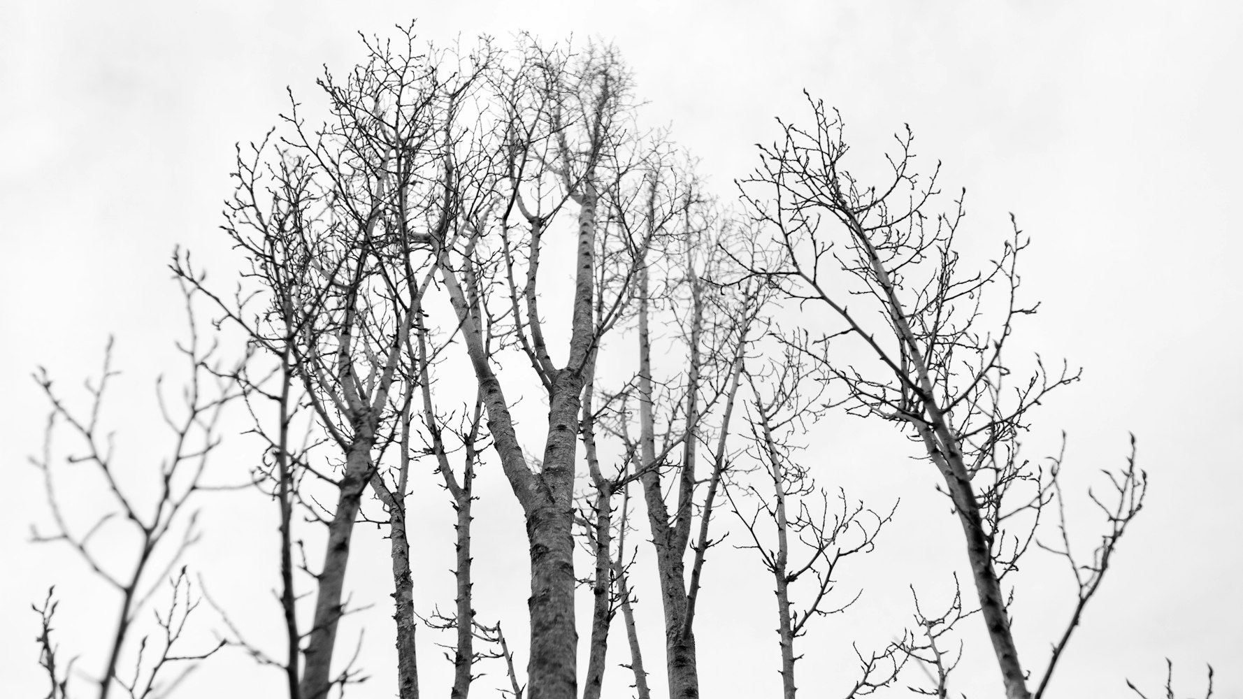 自然与艺术交融,树的动漫图片之美